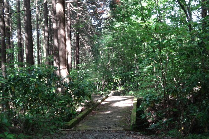 Easygoing Nature Walk in Hakone Tour - Yoshi’s Style: Small Group Attention and Route Adjustments