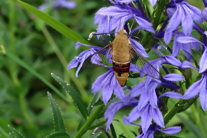 Easygoing Nature Walk in Hakone Tour - Your Starting Point: Hakone Botanical Garden of Wetlands (1.5 Hours)