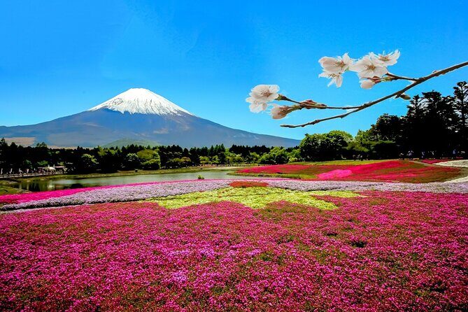 Full Day Private Tour in Mt. Fuji and Hakone - Why a private Mt. Fuji and Hakone day feels different from train-hopping