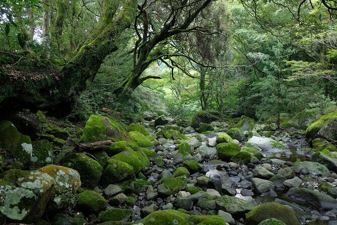 Hike Japan Heritage Hakone Hachiri (Half Day) - Forest Paths to Lake Ashi: Where the Fuji Looks Possible