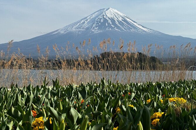 One day mountain Fuji & Hakone tour with English hindi bilingual - Kitaguchi Hongu Fuji Sengen Jinja Shrine: cedar forest calm