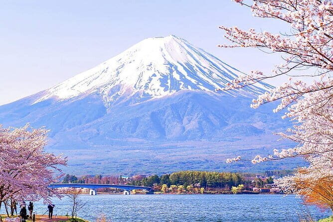 Tokyo Mt. Fuji Hakone Shrine, Owakudani, Lake Yamanakai Day Tour - Lake Yamanaka Shiratorihama: swans and Fuji in the same frame